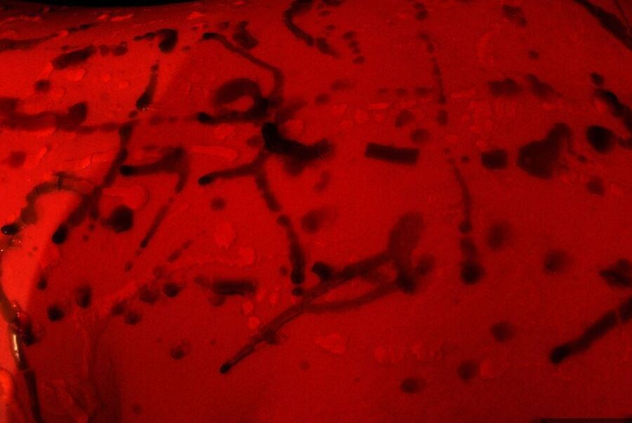 20P Amateur BBW Inked Oracle is covered in wax with her pantyhose pulled down