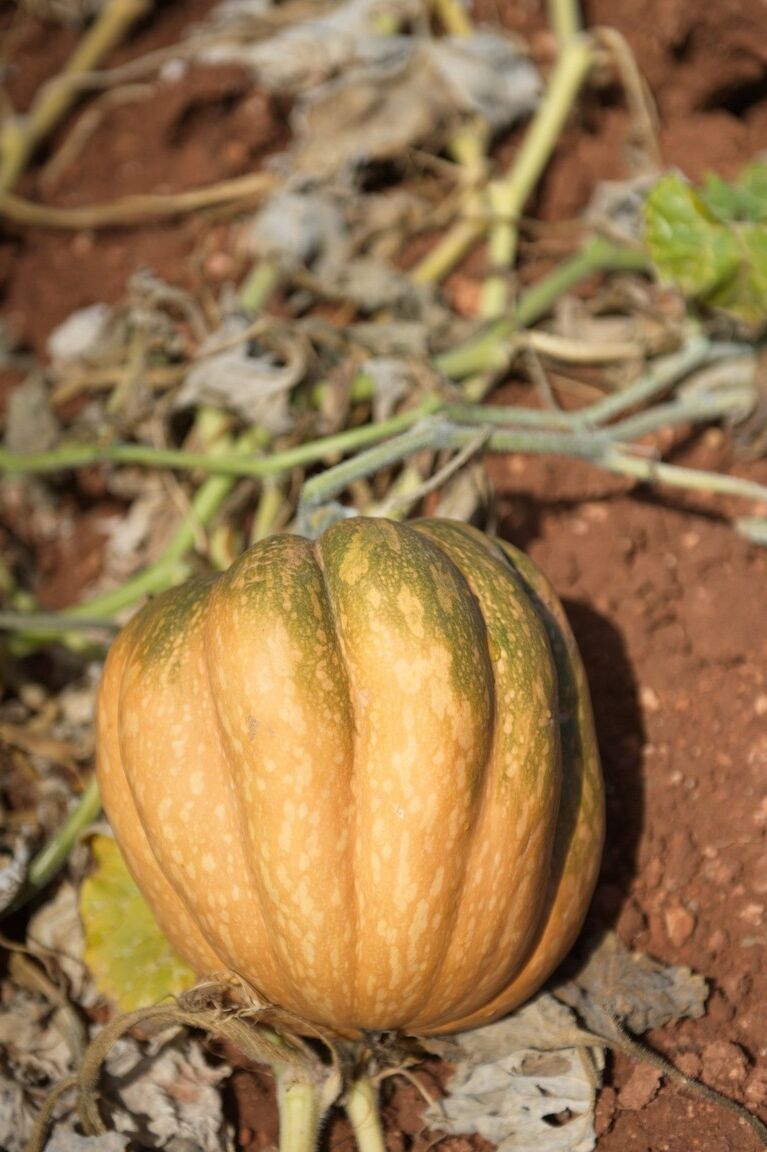 12P Die schlanke Rothaarige Mia Sollis zieht sich nach der Gartenarbeit nackt aus