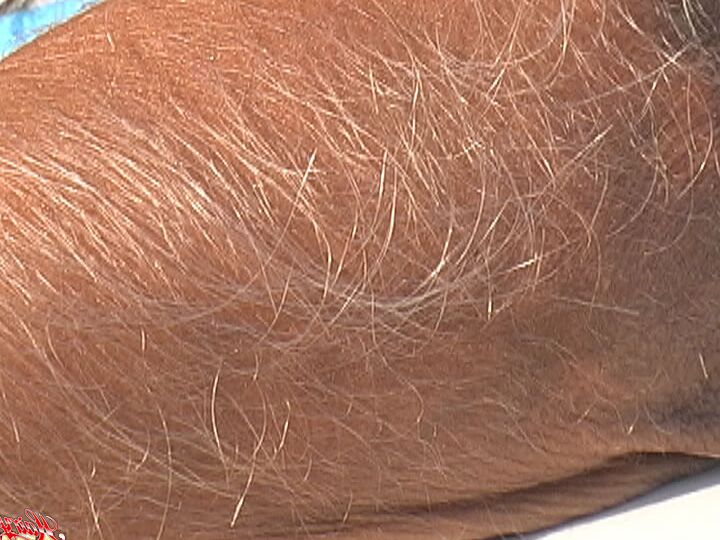 14P アマチュアモデルのロリ・アンダーソンがサングラスをかけた裸で毛むくじゃらの腕を披露