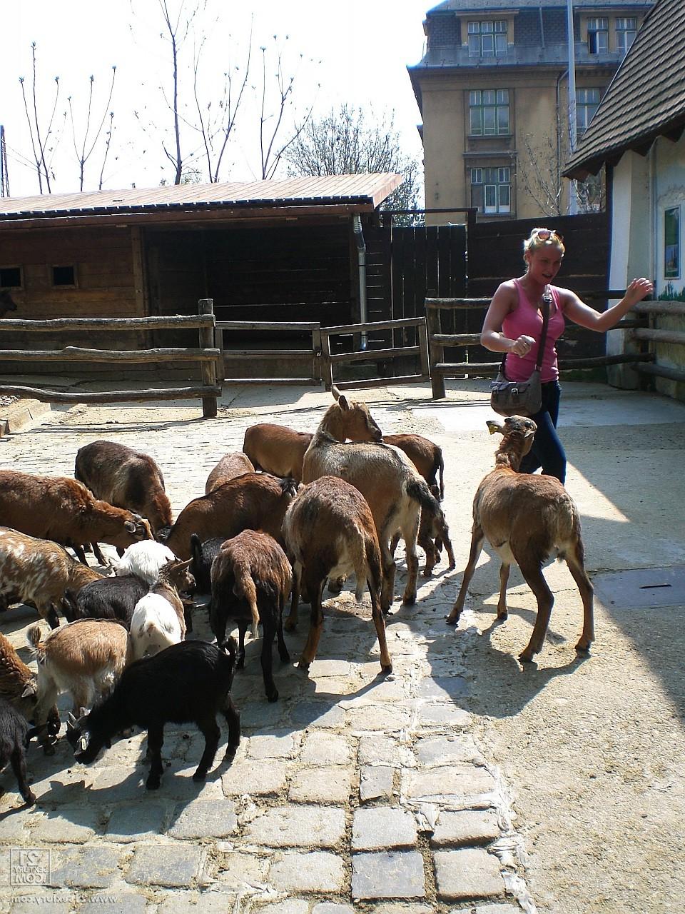 17P Kathia Nobili, une amatrice, laisse tomber son jean et exhibe ses fesses en public au zoo.