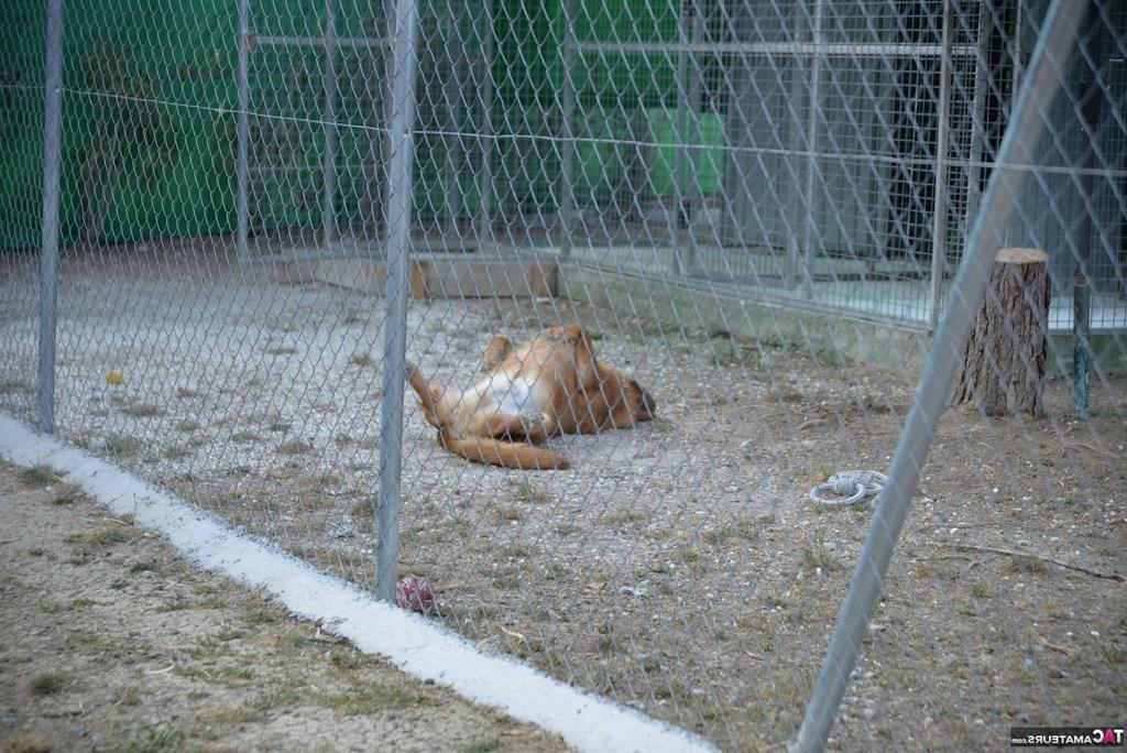 20P La lesbiana madura Melody se deja lamer el coño en una piscina por su novia desnuda
